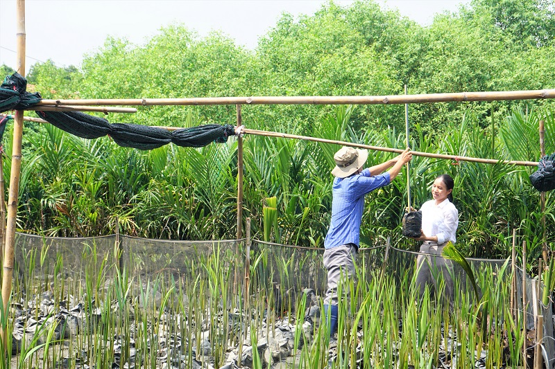 Kiểm tra tiến độ nhiệm vụ bảo tồn nguồn gen dừa nước tại Bình Định